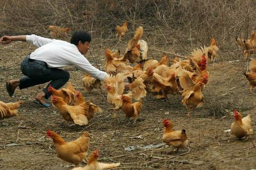 武汉乐农农庄抓鸡