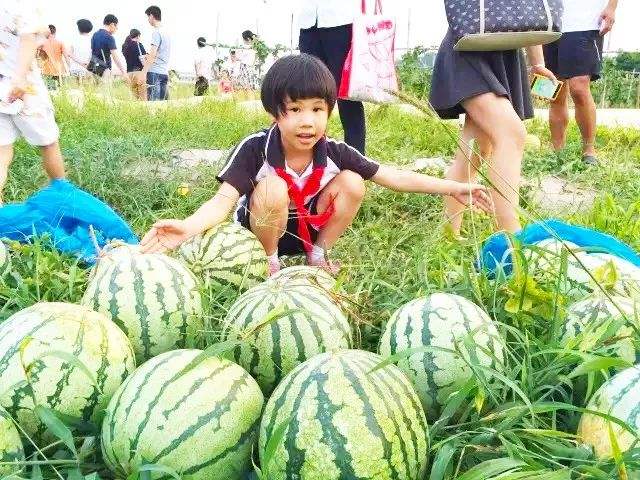 农家乐采摘