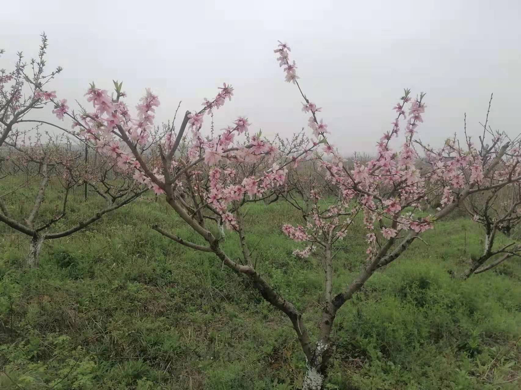 武汉好玩的农家乐