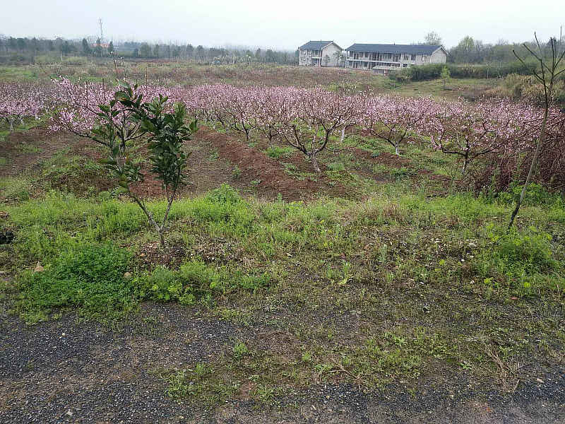 武汉春季公司团建